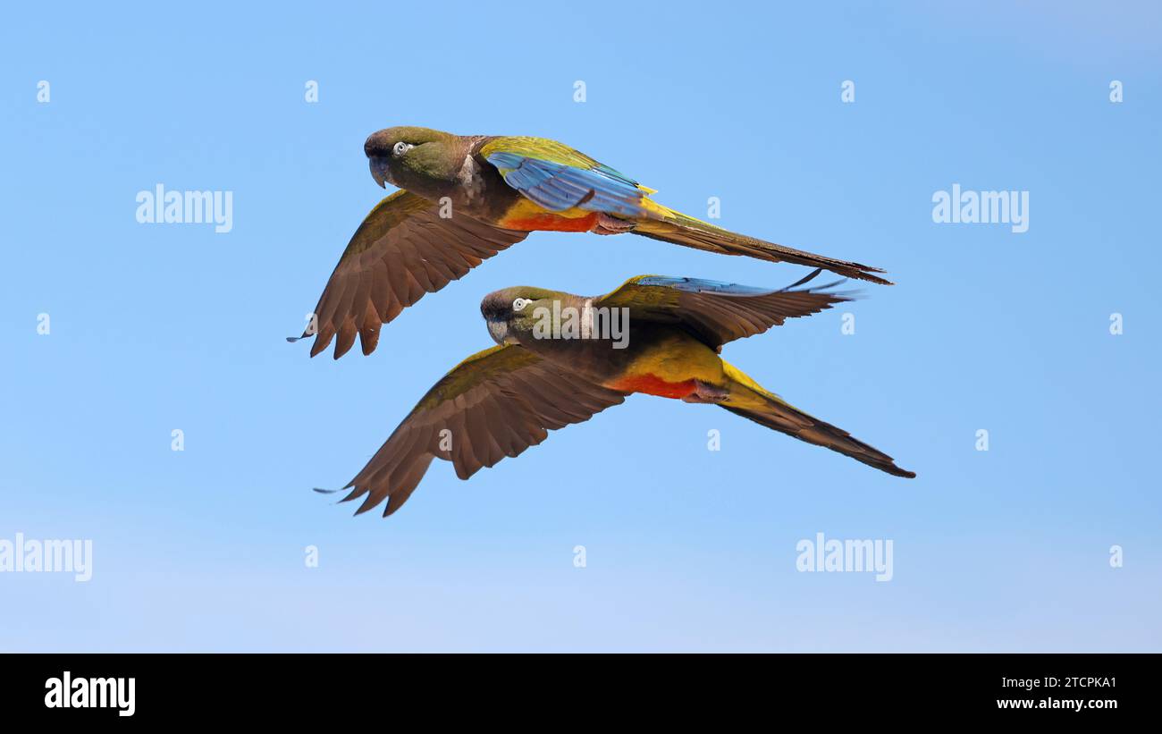Couple of Burrowing parakeets flying in full sun Stock Photo