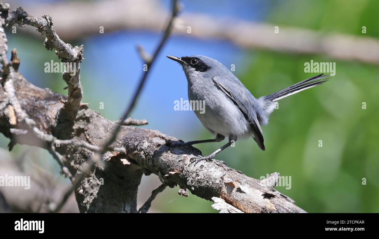 Masked gnatcatcher perched on a branch Stock Photo