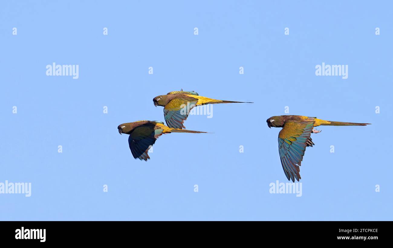 Three Burrowing parakeets in flight Stock Photo - Alamy