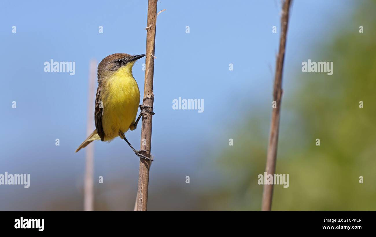 Warbling doradito on a vertical straw Stock Photo