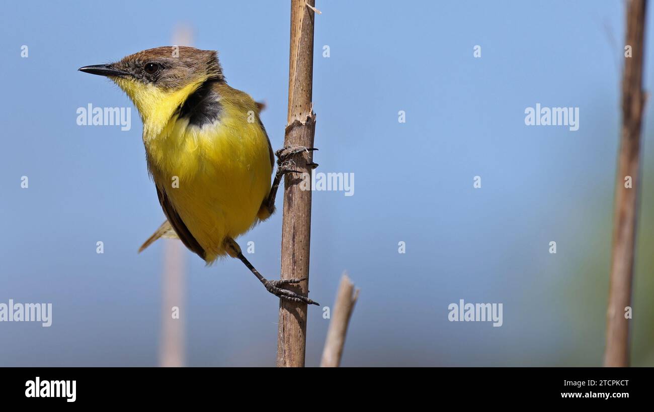 Warbling doradito perched on a vertical straw Stock Photo