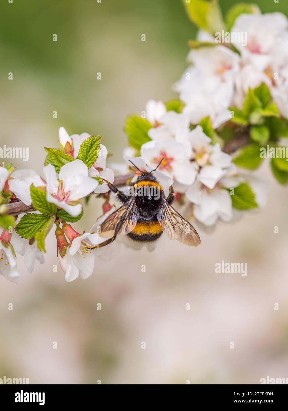 Bumblebee insect on white blooming cherry blossom. Bumblebee insect ...