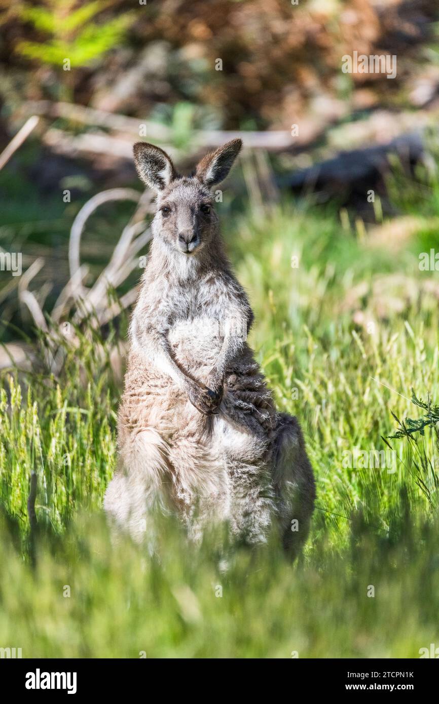 Eastern Grey Kangaroo Macropus Giganteus Female In Forest