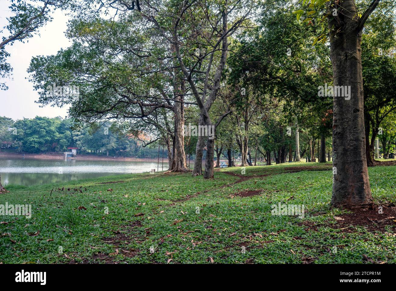 Trees on the park with a blue sky background Stock Photo - Alamy