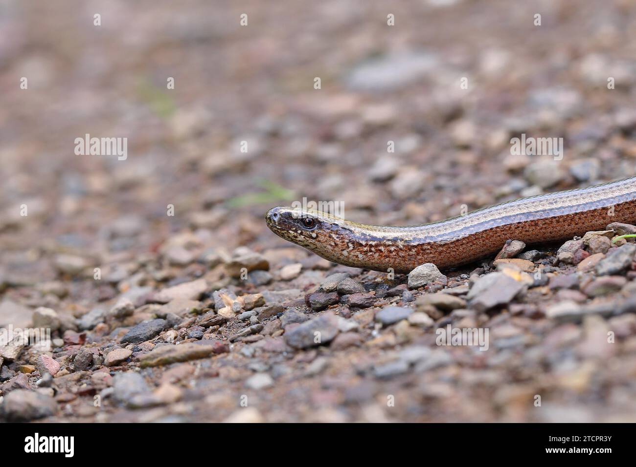 Slow worm (Anguis fragilis) crawls over stony ground, Wilden, North Rhine-Westphalia, Germany Stock Photo