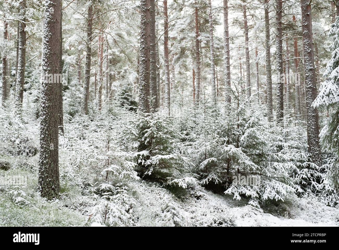 Snow covered pine trees in a scots pine wood. Speyside, Highlands, Scotland Stock Photo