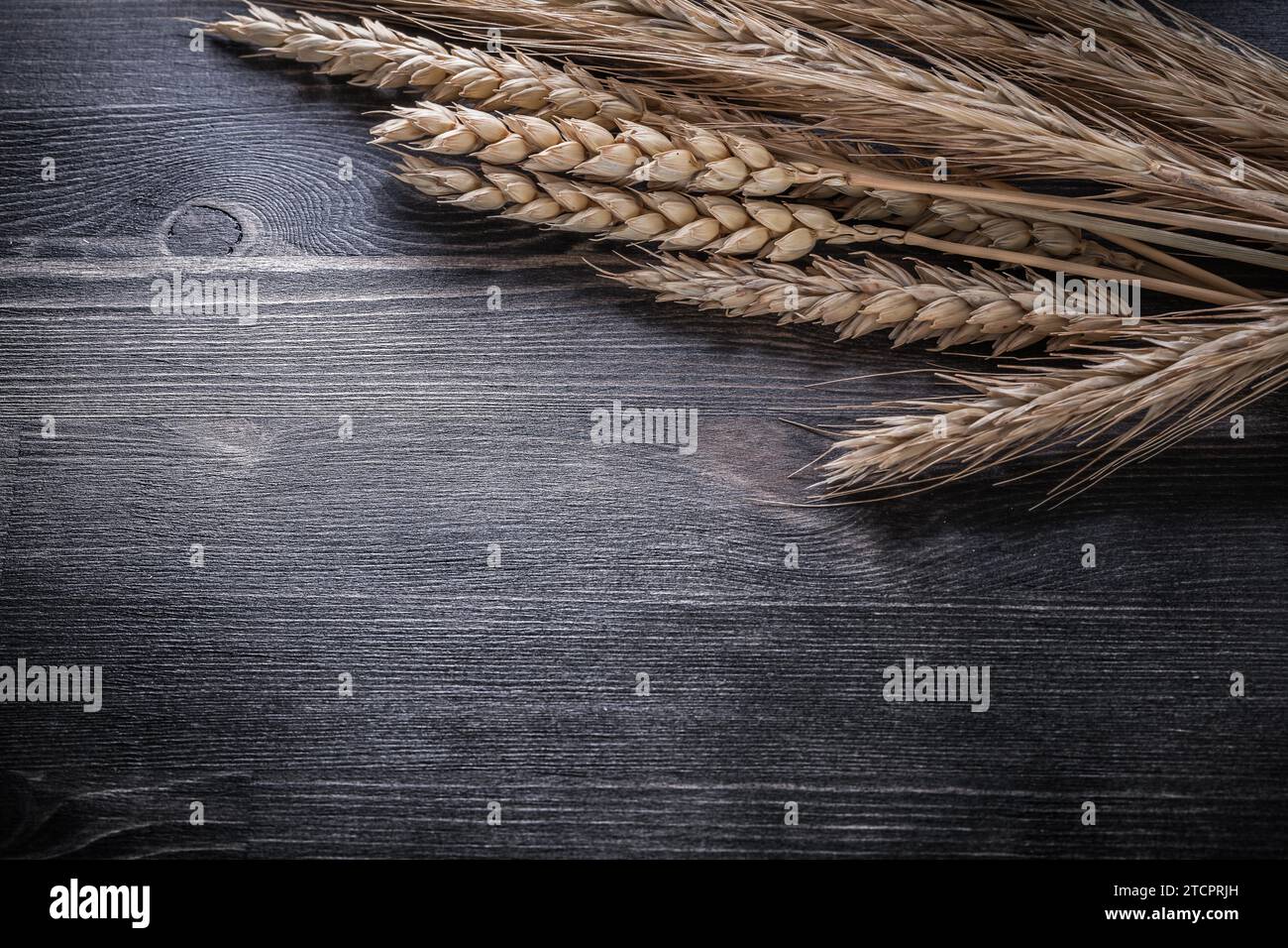 Golden wheat rye ears Food and beverage concept Stock Photo
