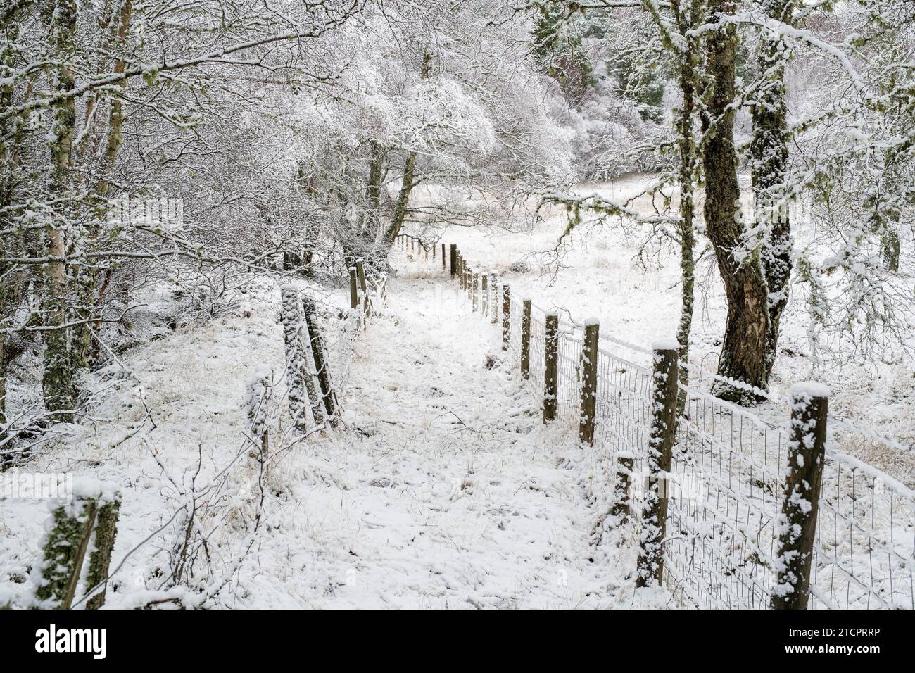 Pathway in the snow along the side of a woodland. Speyside, Highlands, Scotland Stock Photo