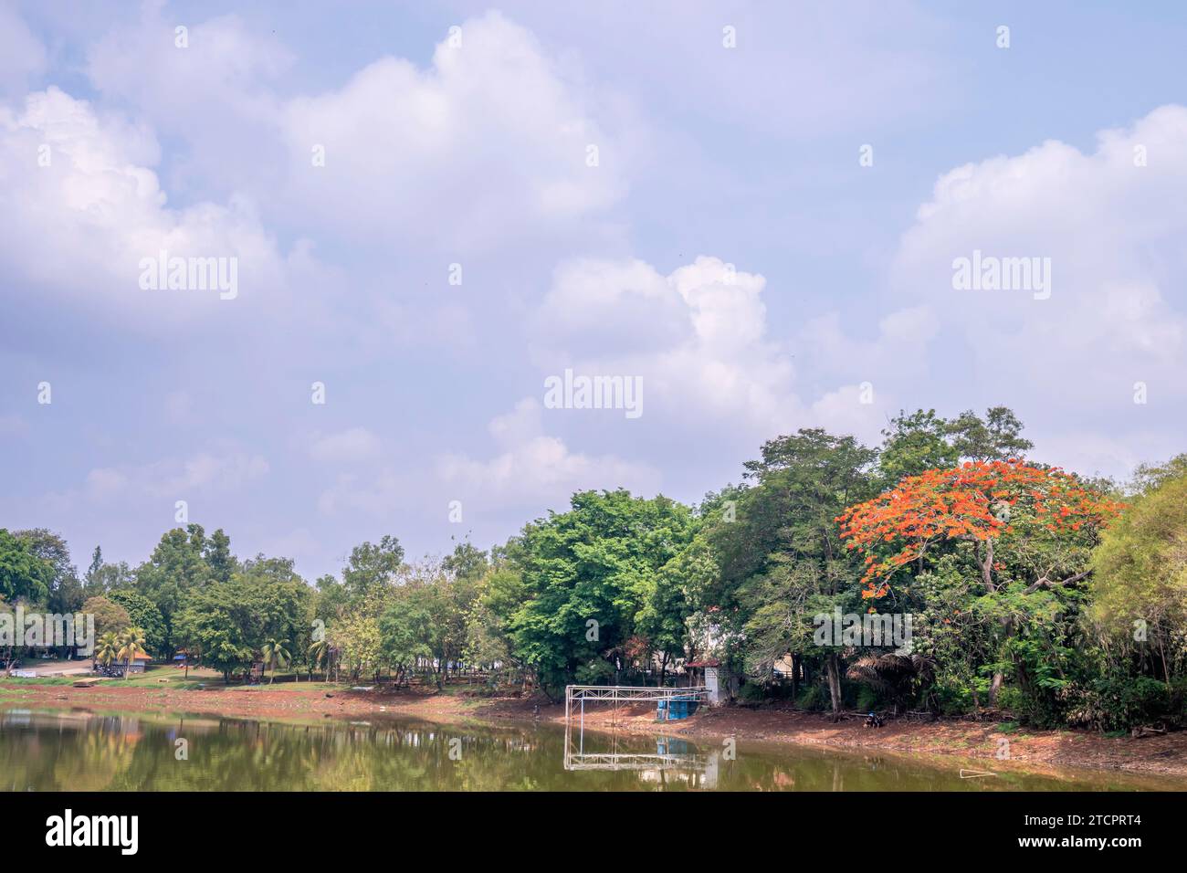 Trees on the park with a blue sky background Stock Photo - Alamy
