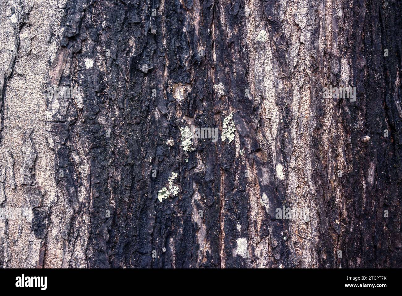 Closeup view of wooden tree trunk for texture background Stock Photo ...