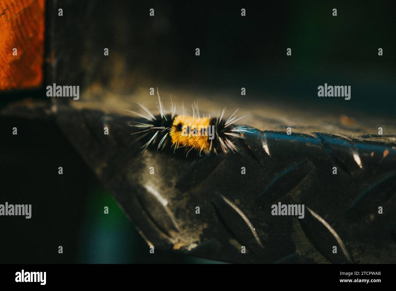 Black and yellow caterpillar hi-res stock photography and images - Alamy