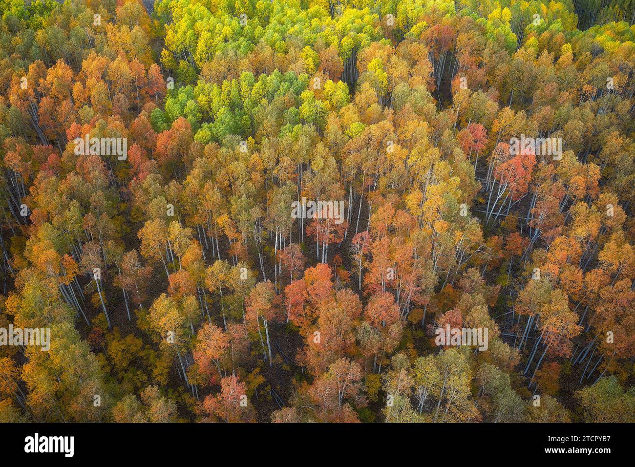Aerial view of deciduous trees in autumn hues, set against a vibrant blue sky Stock Photo