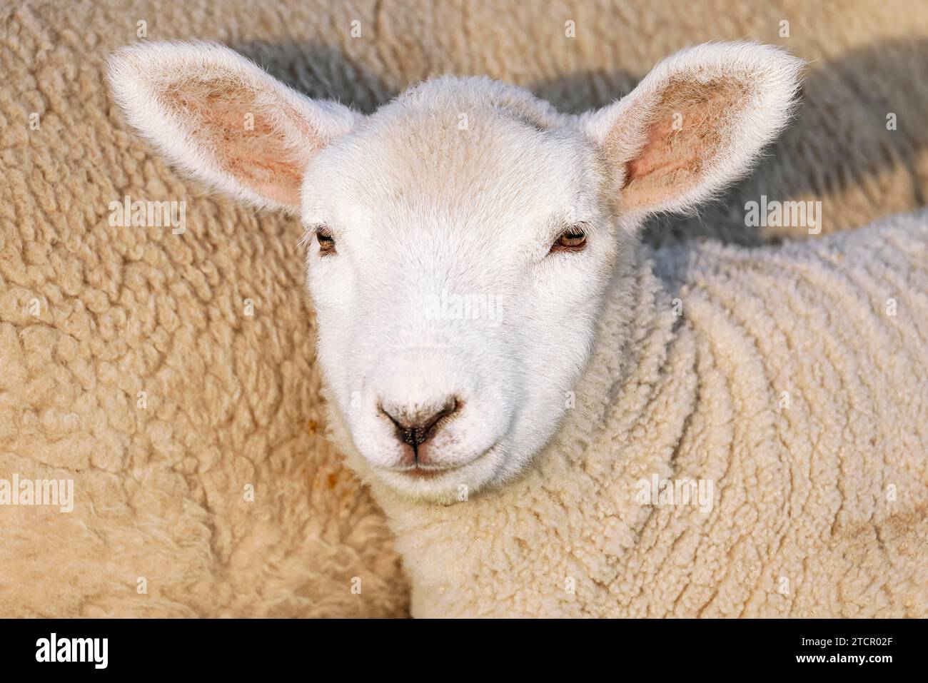 Domestic sheep (Ovis gmelini aries), lamb, portrait, baby animal, Schleswig-Holstein, Germany Stock Photo