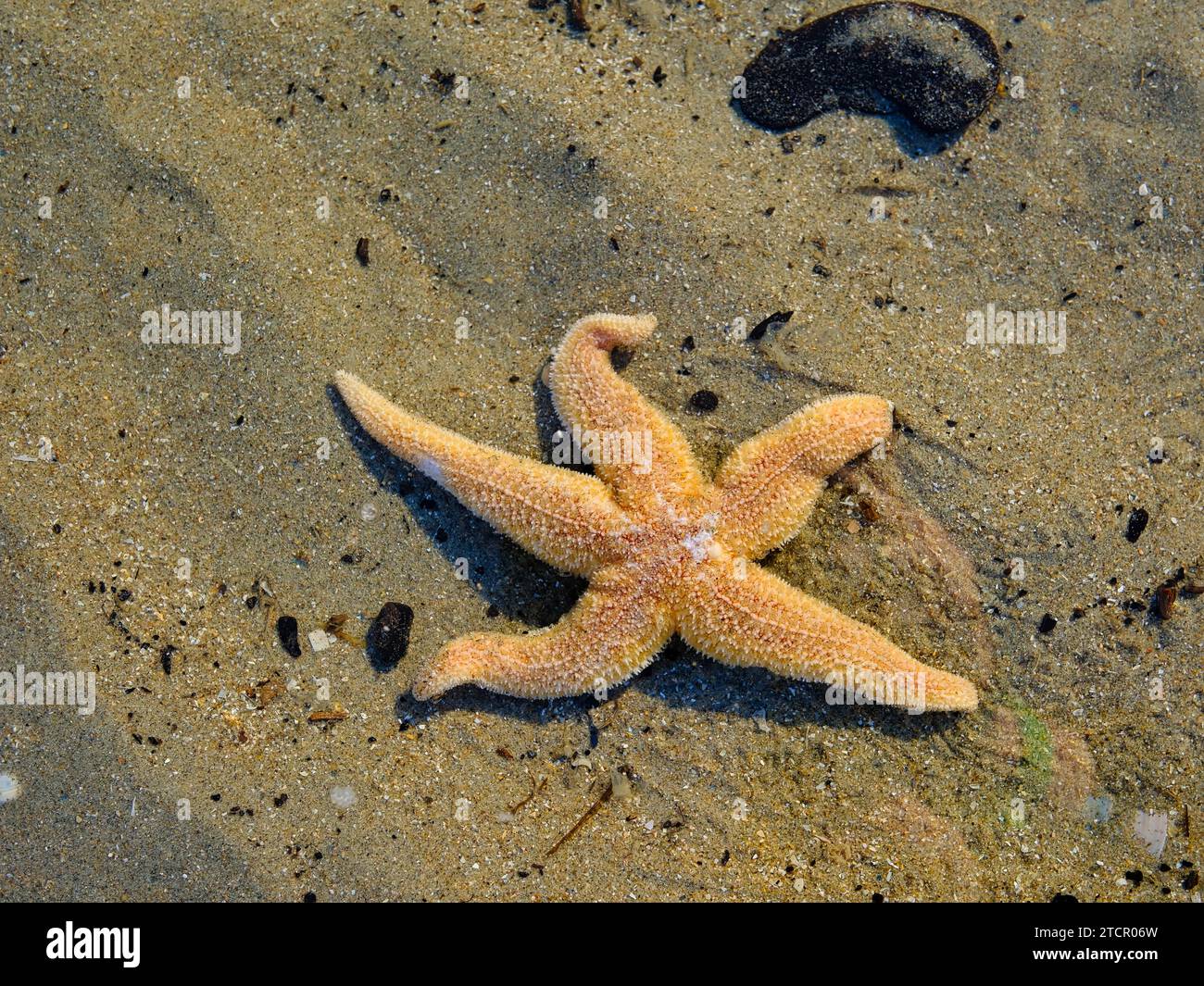 Starfish (Asteroidea) on the beach, North Sea, Zandvoort, Netherlands Stock Photo