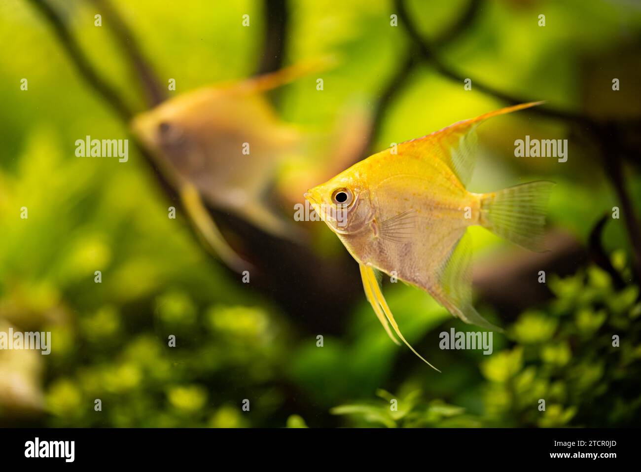 Golden Pterophyllum Scalare in aqarium water, yellow angelfish. Concept Stock Photo