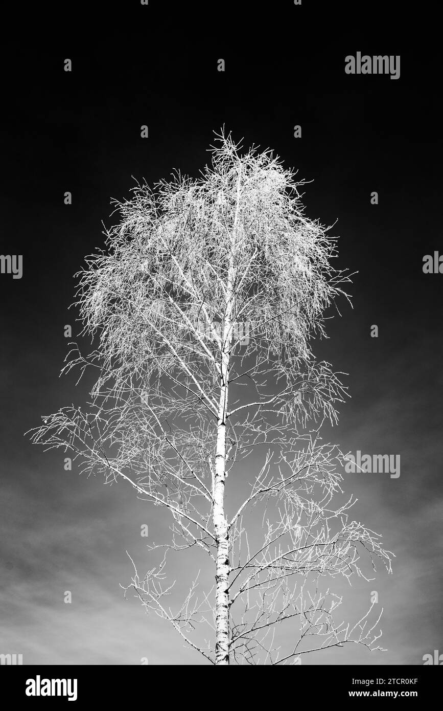 White frost on tree branches on clear sky background in winter. Frozen tree Stock Photo