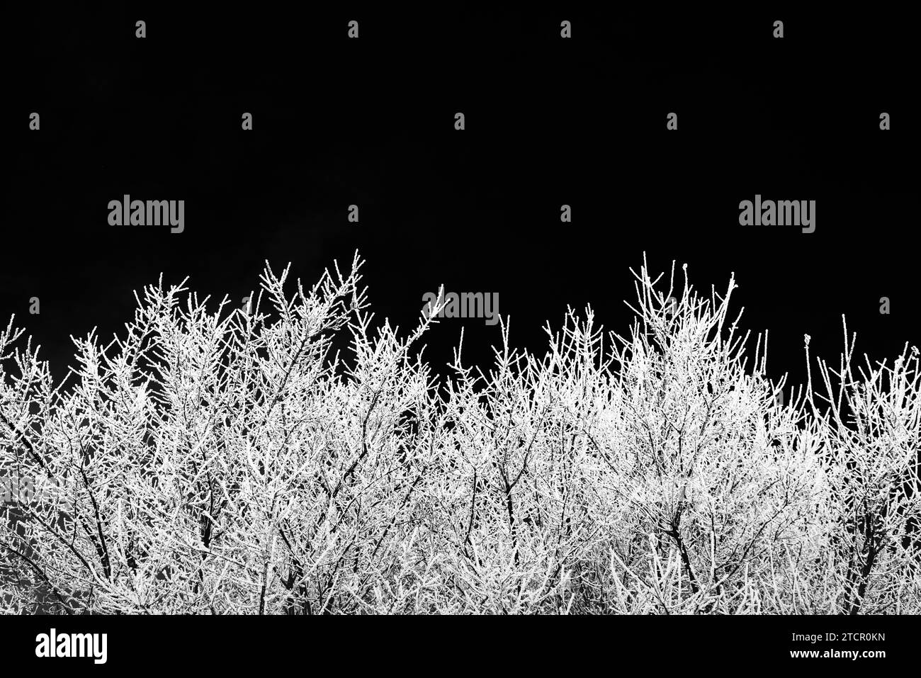 White frost on trees branches on blue sky black and white background in winter. Frozen tree Stock Photo