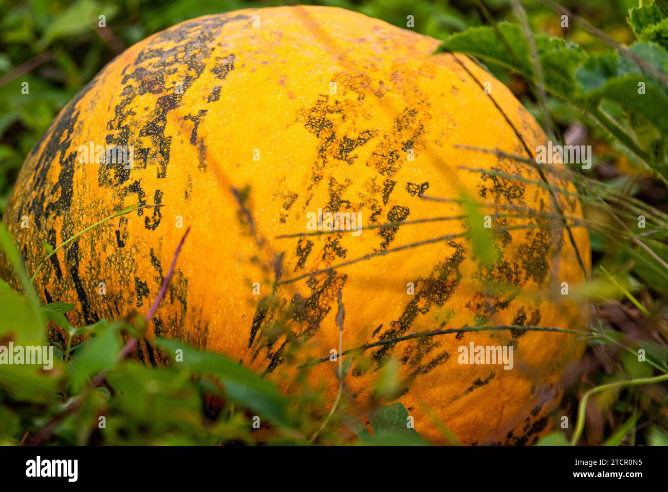 Orange pumpkin sitting in field in grass. Background Stock Photo - Alamy