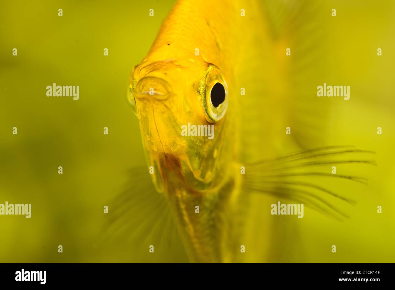 Gold Pterophyllum Scalare in aqarium water, yellow angelfish. detailed closeup. Background Stock Photo