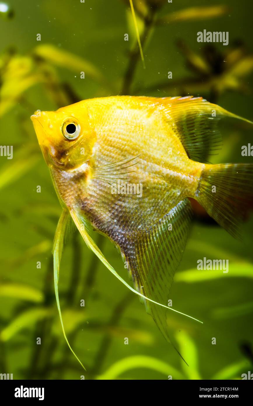 Gold Pterophyllum Scalare in aqarium water, yellow angelfish. Background Stock Photo