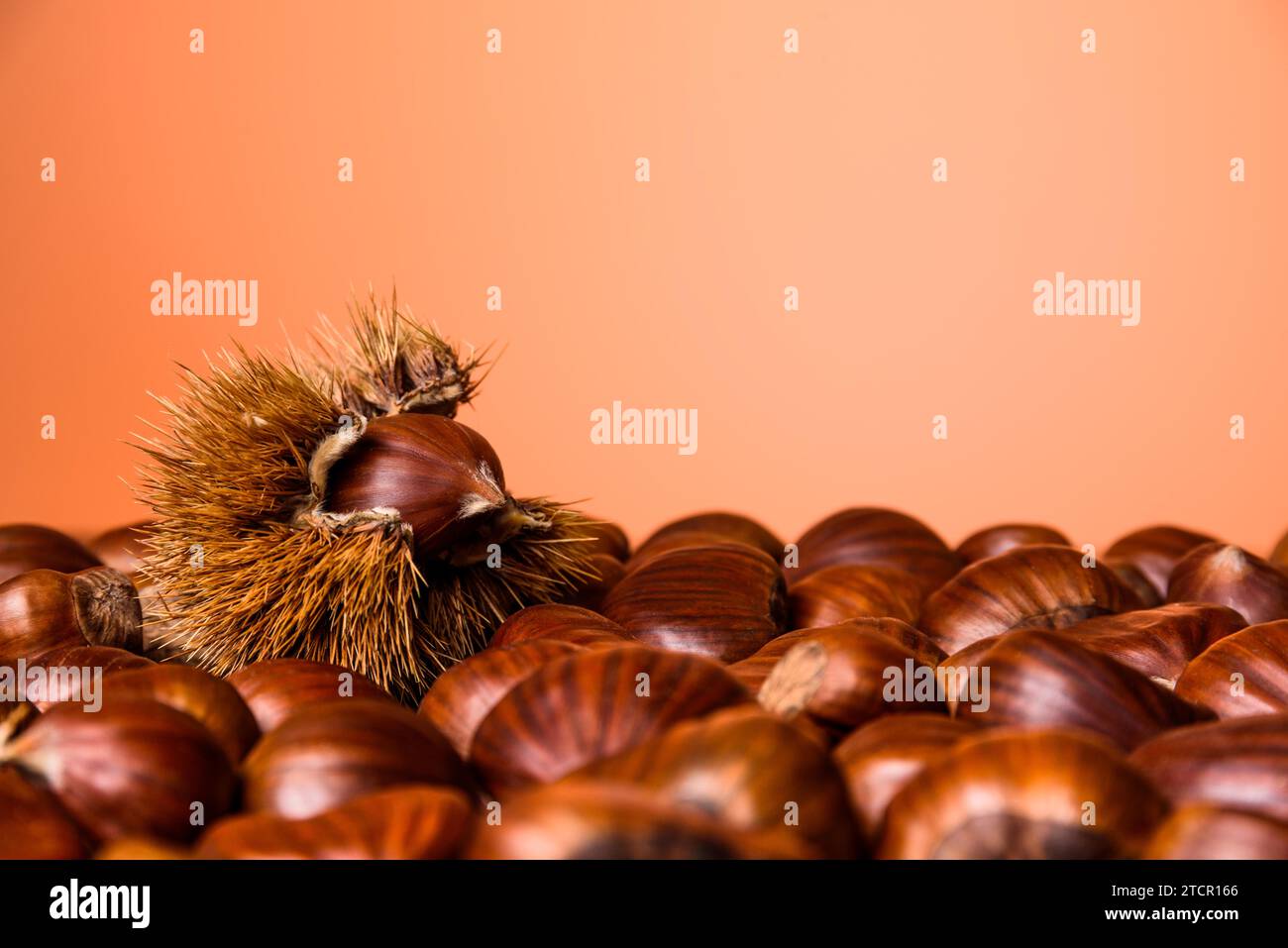 Ripe chestnuts close up. Raw Chestnuts for Christmas. Fresh sweet chestnut. Food background, copy space Stock Photo