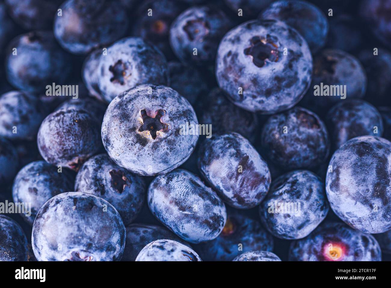 Surface is covered with a thick layer of blueberries. Natural background. bog bilberry (Vaccinium uliginosum), bog blueberry, antioxidant food Stock Photo
