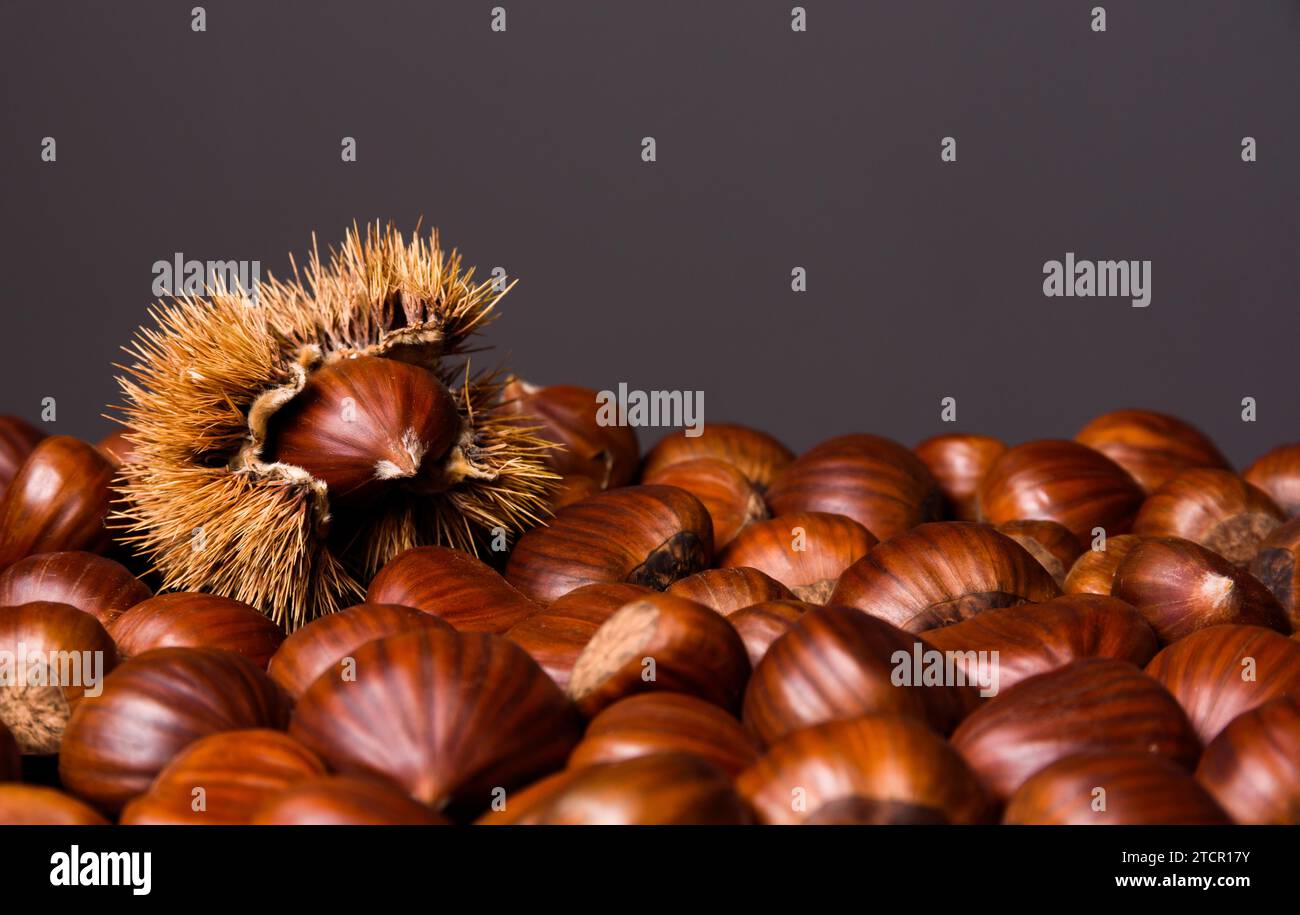 Ripe chestnuts close up. Raw Chestnuts for Christmas. Fresh sweet chestnut. Food background, copy space Stock Photo