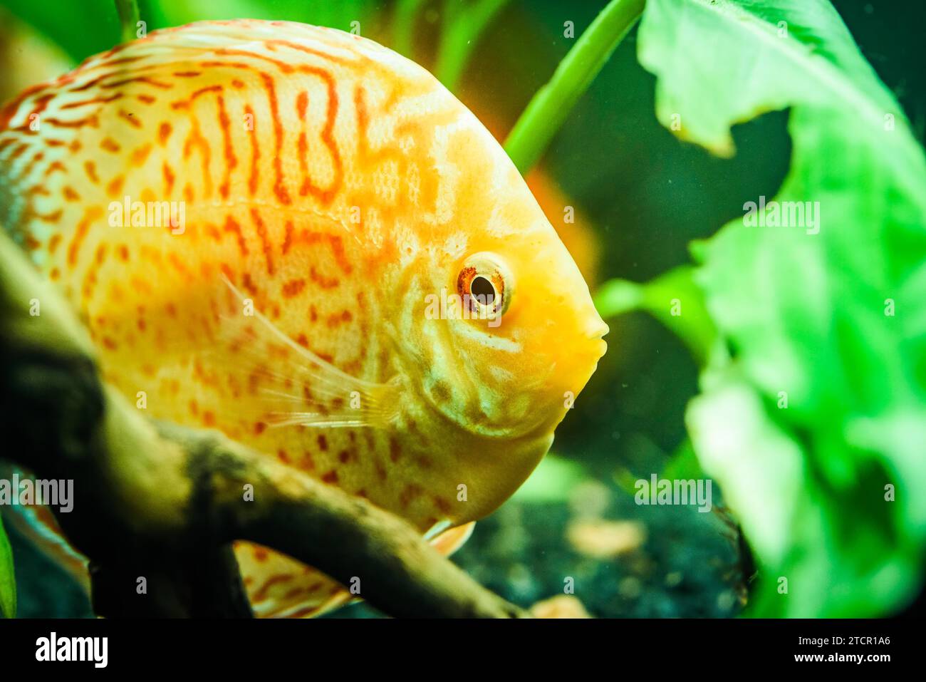 Colorful fish from the spieces discus (Symphysodon) in aquarium. Selective focus Stock Photo
