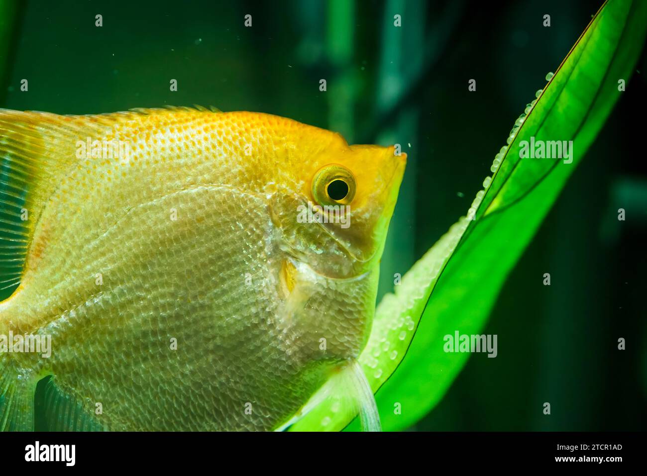 Gold Pterophyllum Scalare in aqarium water, yellow angelfish guarding eggs. Roe on the leaf Stock Photo