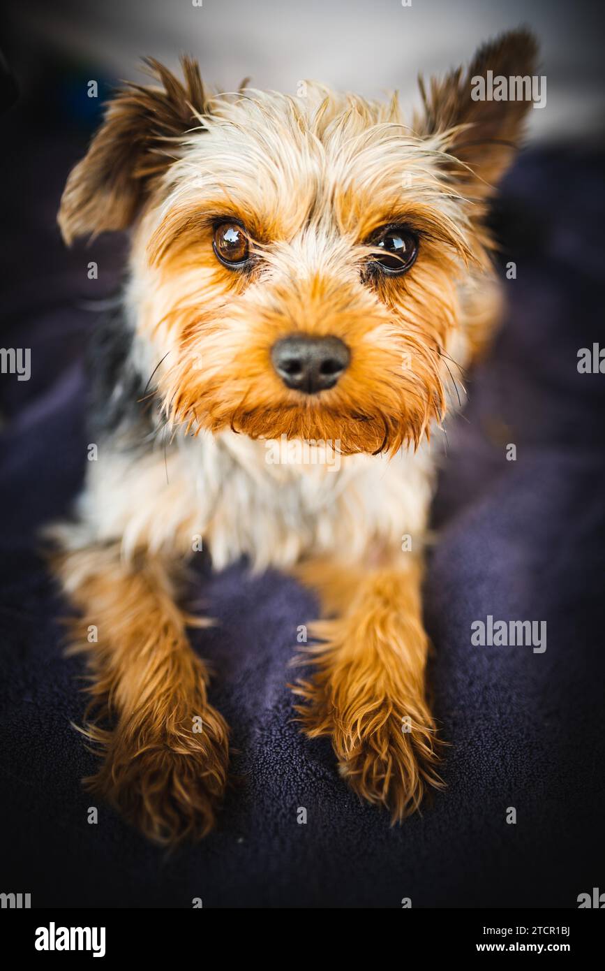 Adorable yorkshire terrier lying on the garden sofa portrait. Small dog