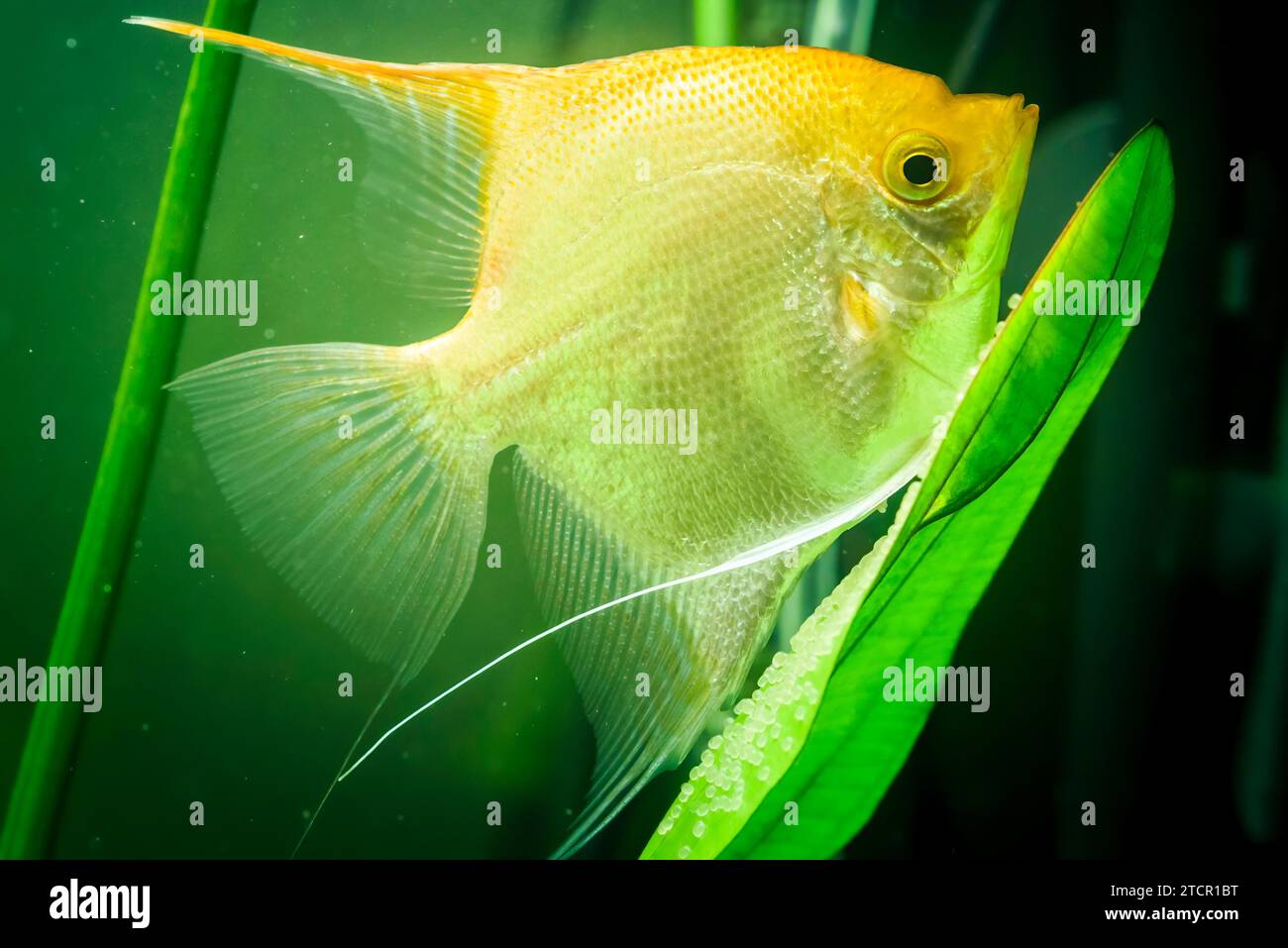 Gold Pterophyllum Scalare in aqarium water, yellow angelfish guarding eggs. Roe on the leaf Stock Photo