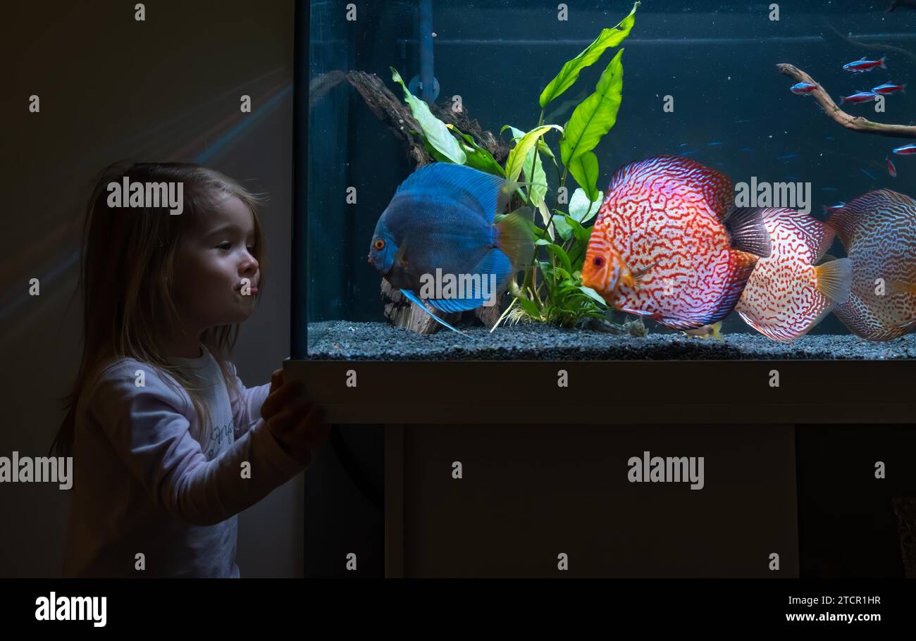 Baby girl watching fish swiming in big fishtank, aquarium. Hobby concept Stock Photo