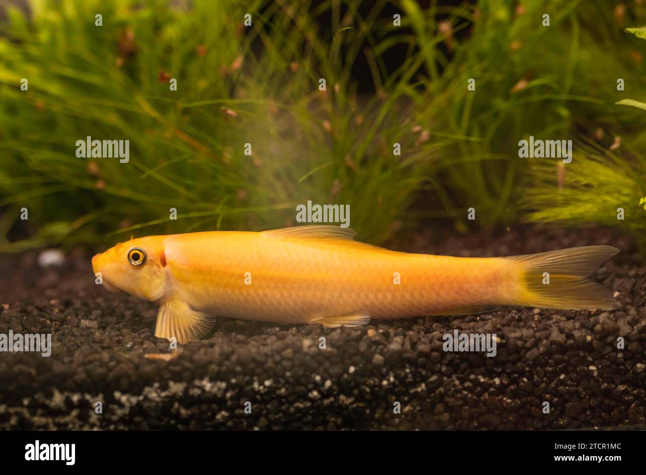 Yellow chinese algaey eater, Gyrinocheilus in fishtank cleaning stone. Aquaria concept Stock Photo