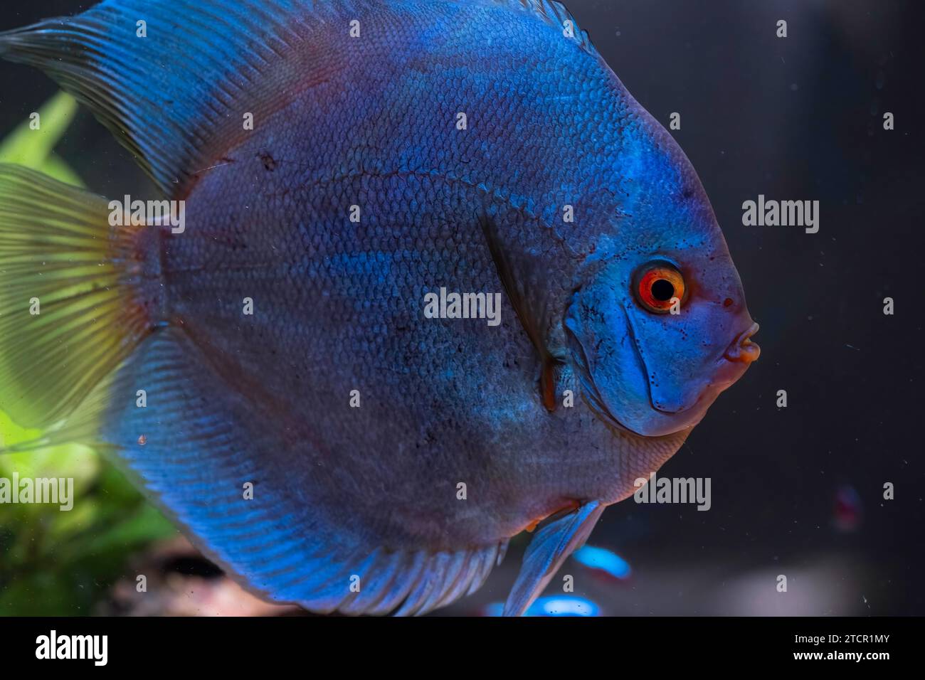 Blue fish from the spieces discus (Symphysodon) in aquarium. Freshwater aquaria concept Stock Photo