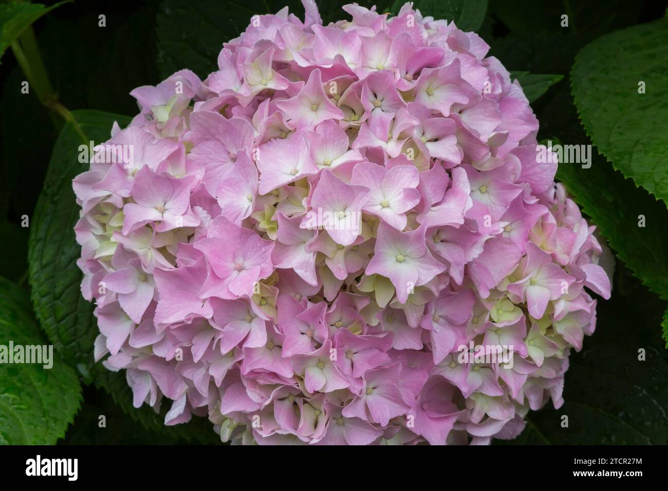 Pink and lime Bigleaf Hydrangea (Hydrangea macrophylla) flowerhead in summer, Quebec, Canada Stock Photo