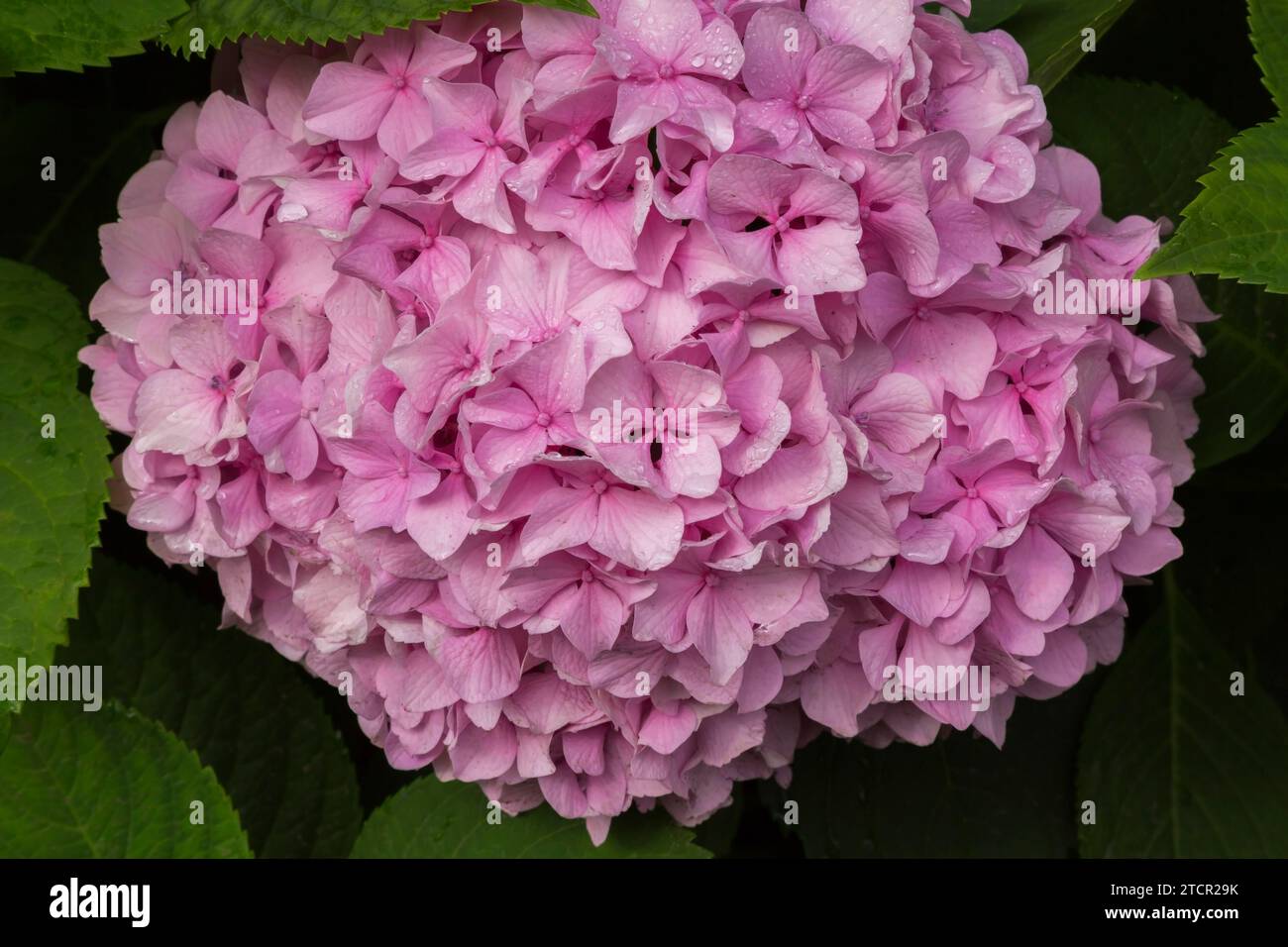 Pink Bigleaf Hydrangea (Hydrangea macrophylla) flowerhead in summer, Quebec, Canada Stock Photo