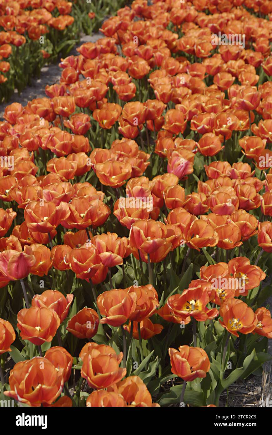 Lisse Netherland Holland 21 April 2011 / Netherlands trade mark tulip buiness peolpe in tulips