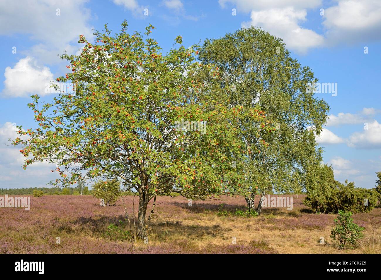 Heath landscape, typical vegetation, european rowan (Sorbus aucuparia) with red fruits, birch (Betula) and juniper (Juniperus communis) in the Stock Photo