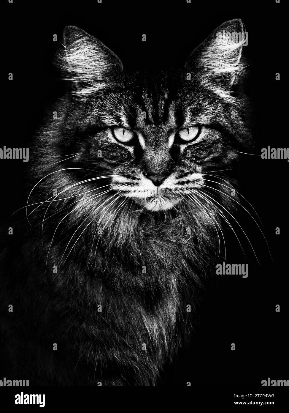 Close up detail cat Black and White Stock Photos & Images - Alamy