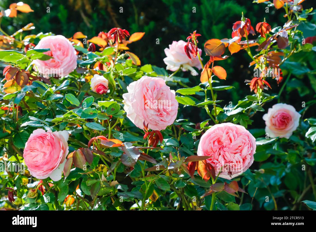 Roses (pink), blossom, dark green foliage, perennials, flowers, pink blossoms, garden, bed, Germany Stock Photo