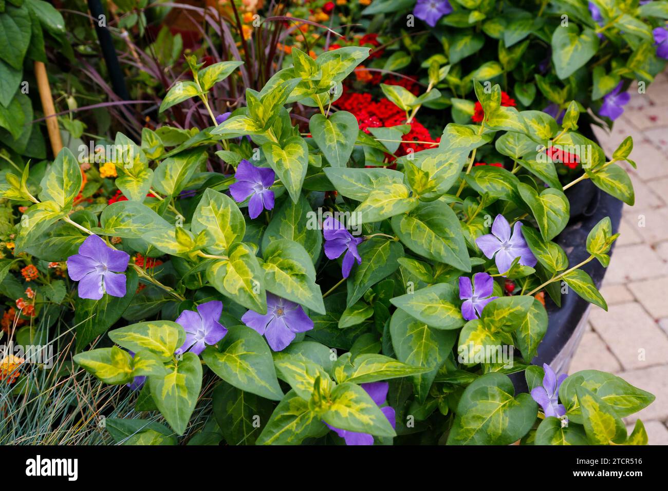 Plant with purple flowers and green leaves discount