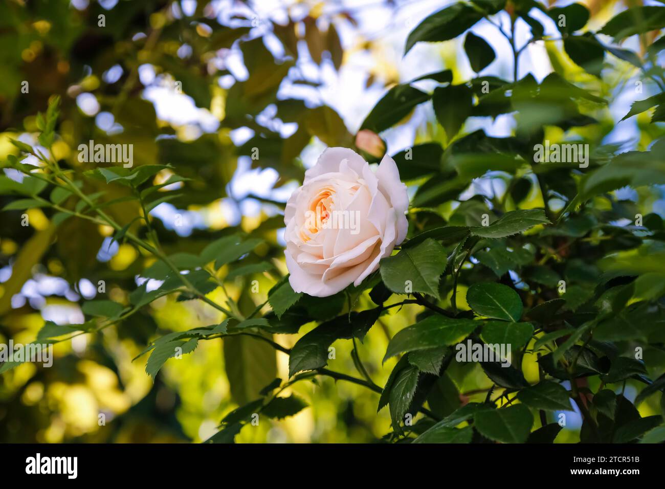 Rose (Rosa), blossom, dark green foliage, perennials, flowers, pale pink blossom, garden, bed, Germany Stock Photo