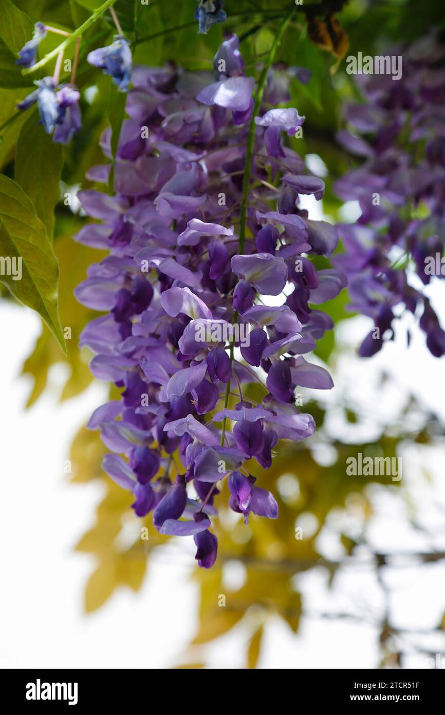 Wisterias (Wisteria), Wisterie, Wistarie, Glyzinie, Glyzine, Glycine,  Glycinie, verholzende Kletterpflanze, Fruehjahrsblueher, Garten, Gewaechs  Stock Photo - Alamy