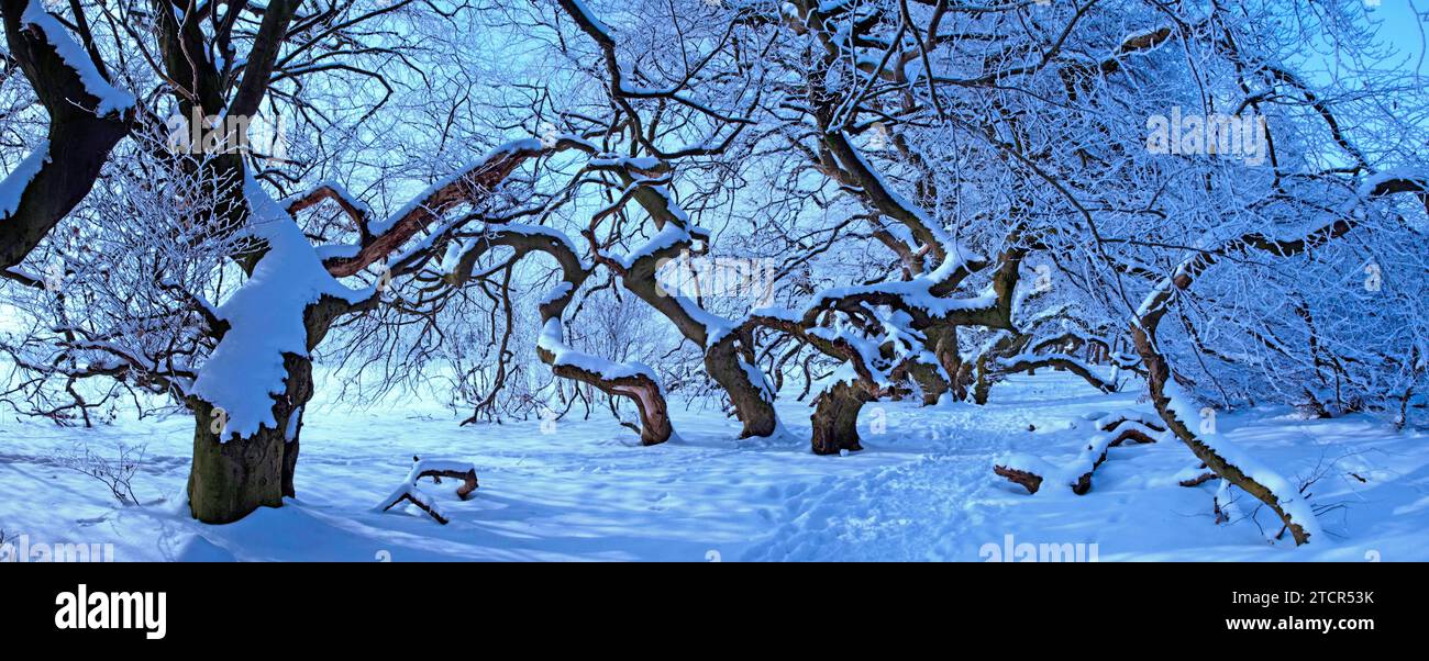 Snow-covered beech trees Stock Photo