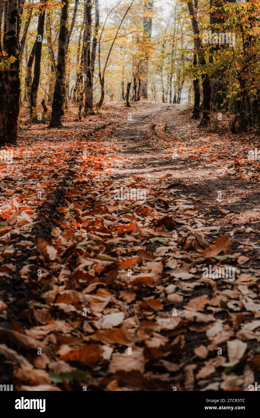 Iran forest hi-res stock photography and images - Alamy