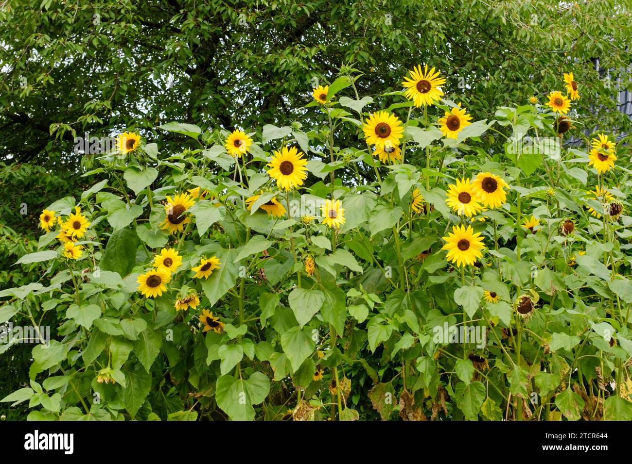 Sunflower garden bed not closeup hi-res stock photography and images ...