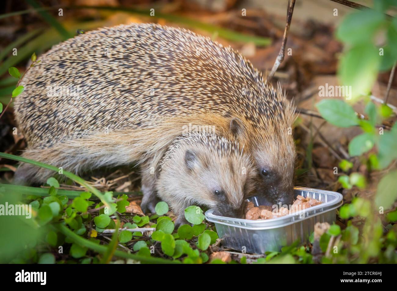 Hedgehog mother with young in the living environment of humans. A near-natural garden is a good habitat for hedgehogs, young hedgehogs can also be Stock Photo