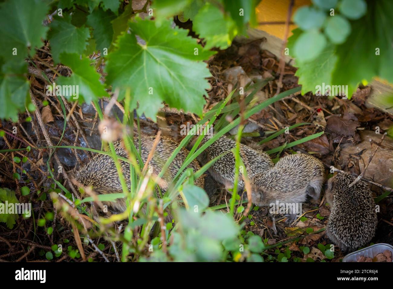 Hedgehog mother with young in the living environment of humans. A near