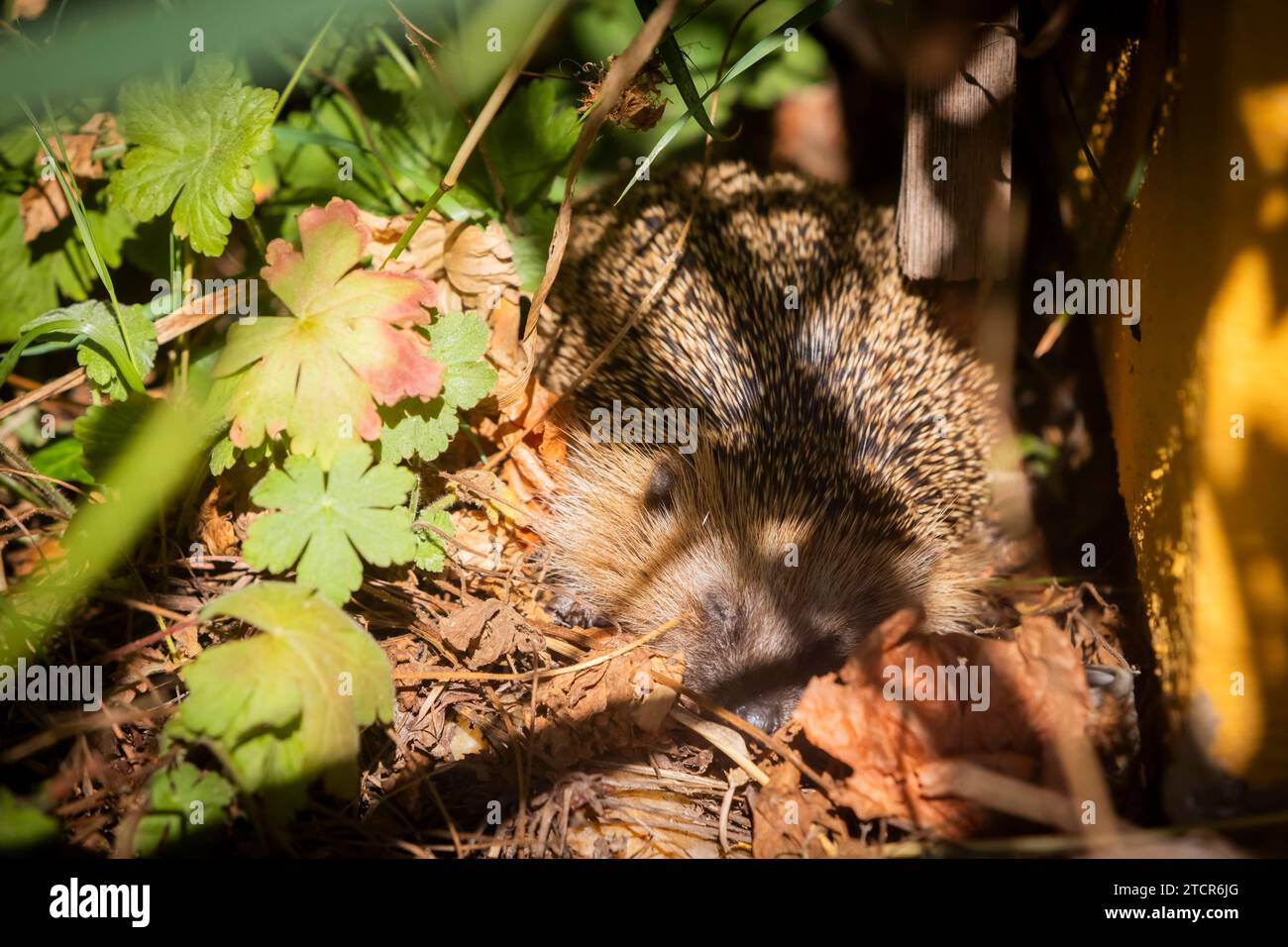 Hedgehog mother with young in the living environment of humans. A near-natural garden is a good habitat for hedgehogs, young hedgehogs can also be Stock Photo