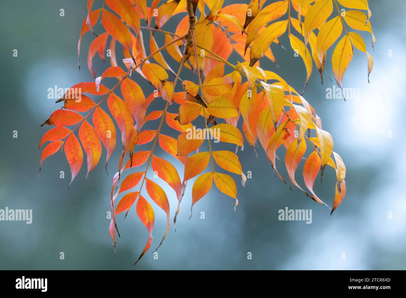Yellow and Orange Hues of Autumn Leaves Stock Photo